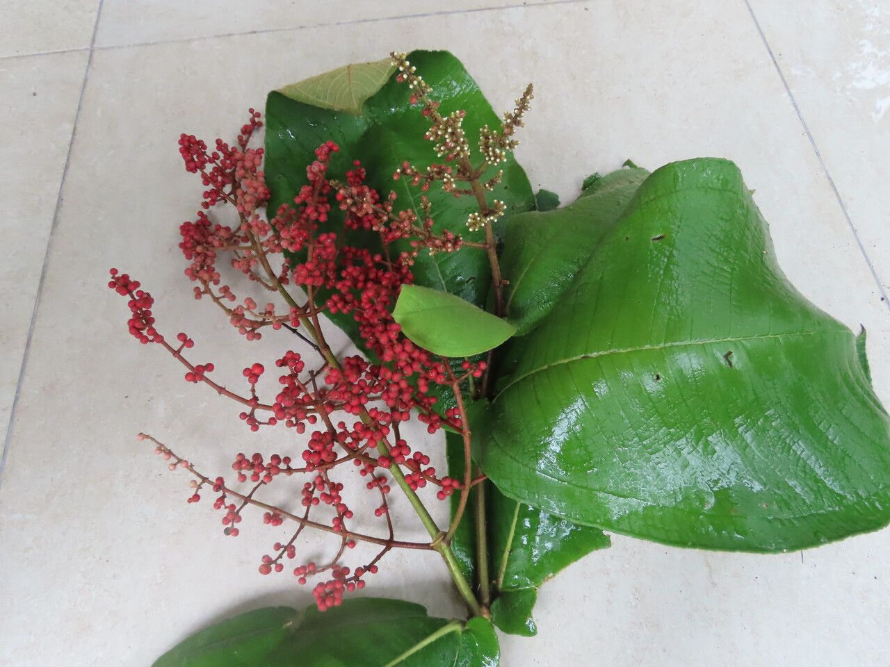 Miconia impetiolaris leaf