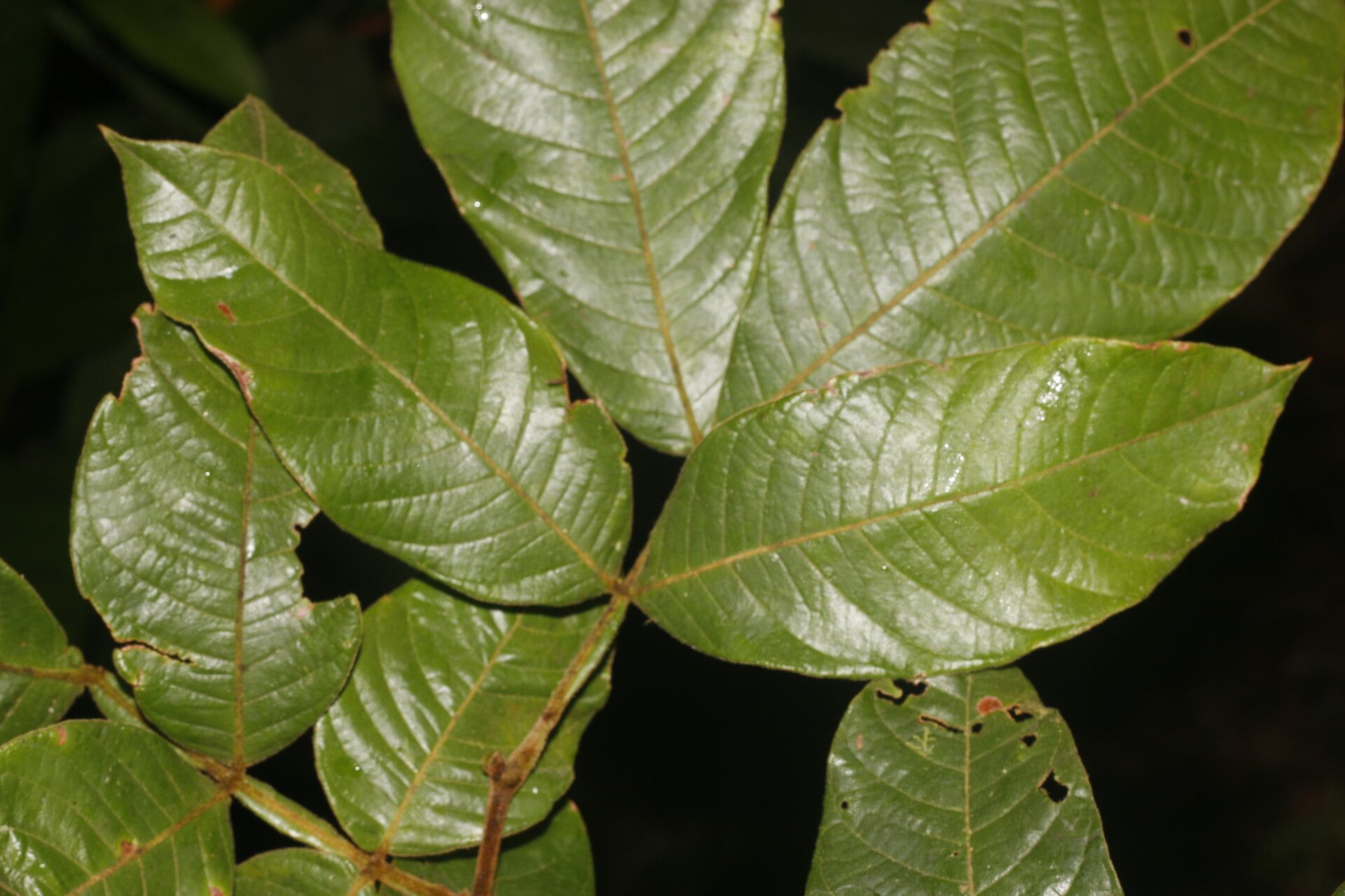 Inga litoralis leaf