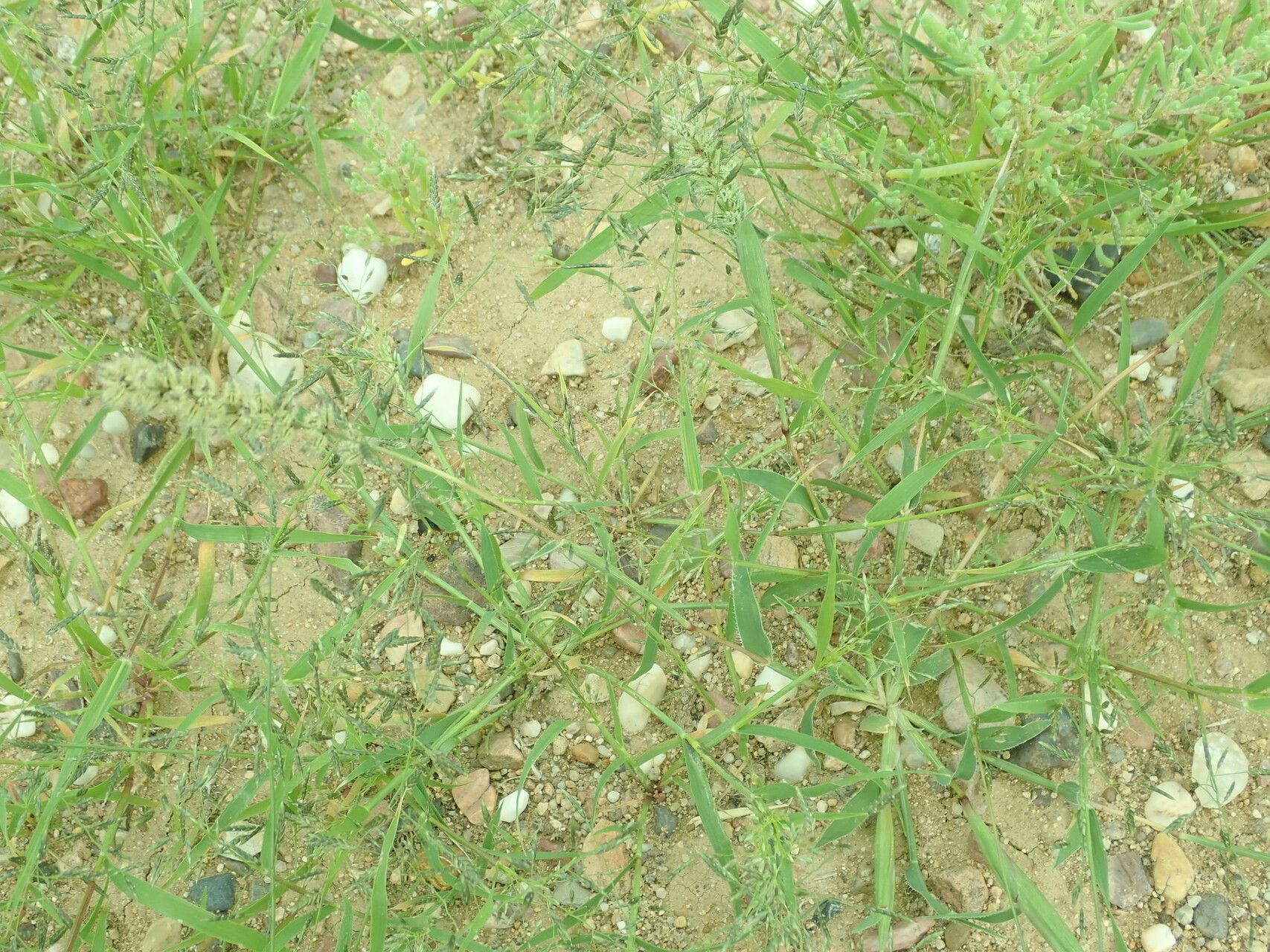 Tragus mongolorum habit