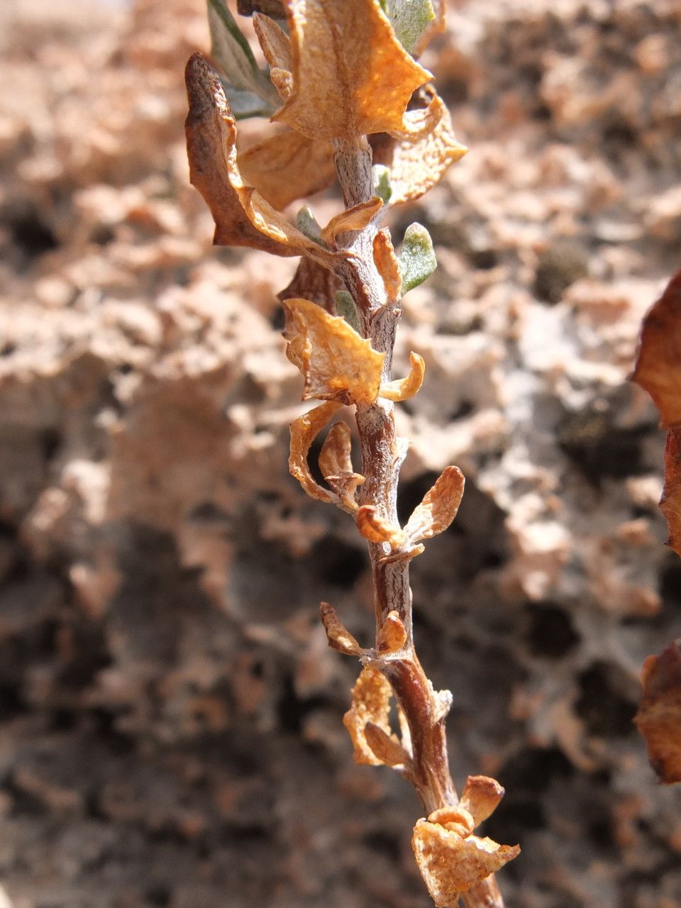 Chersodoma candida leaf
