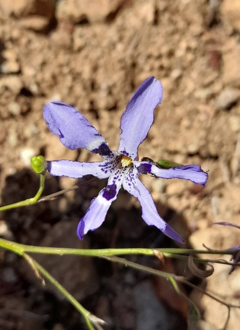 Conanthera bifolia flower