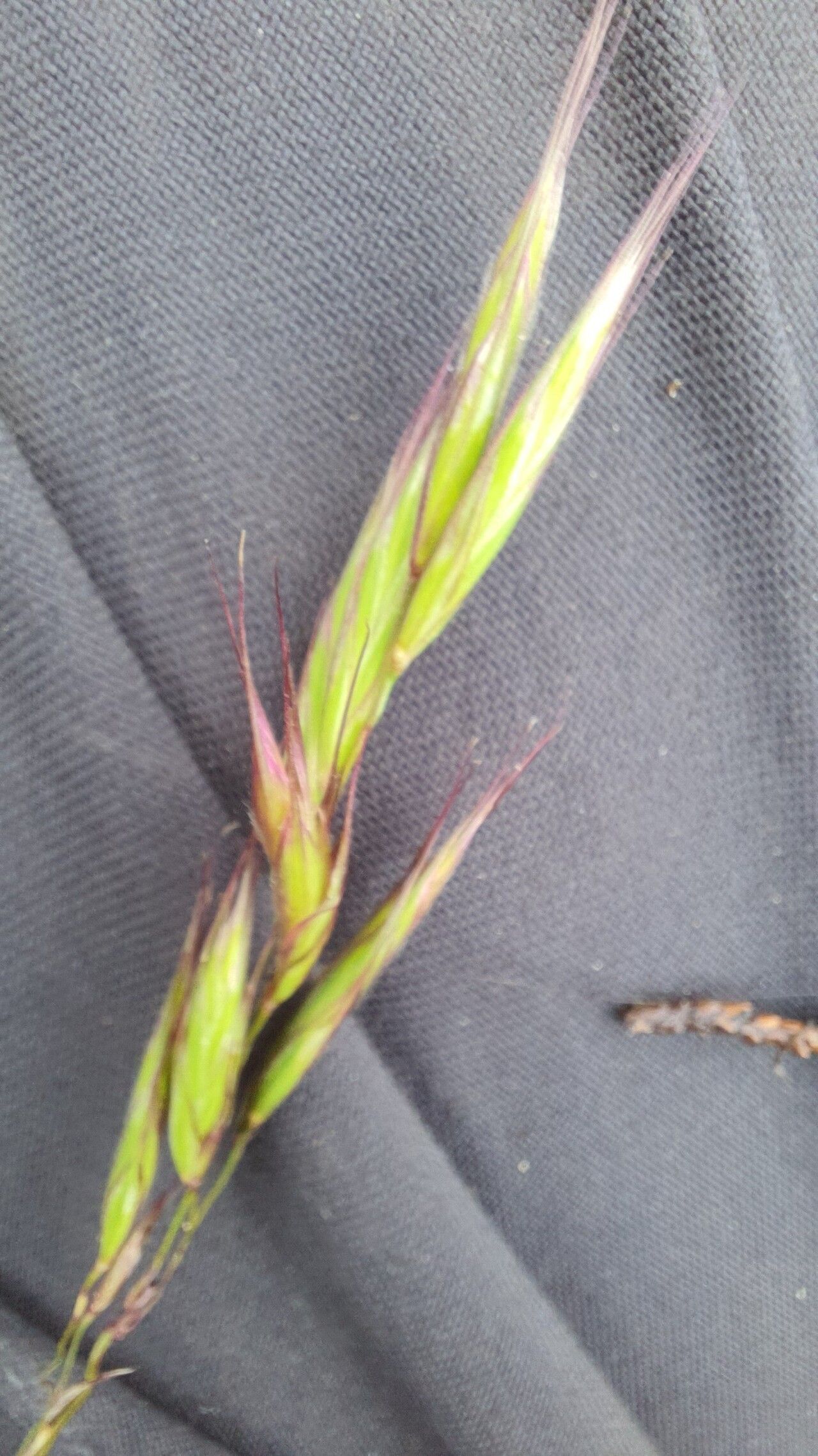 Bromus himalaicus flower