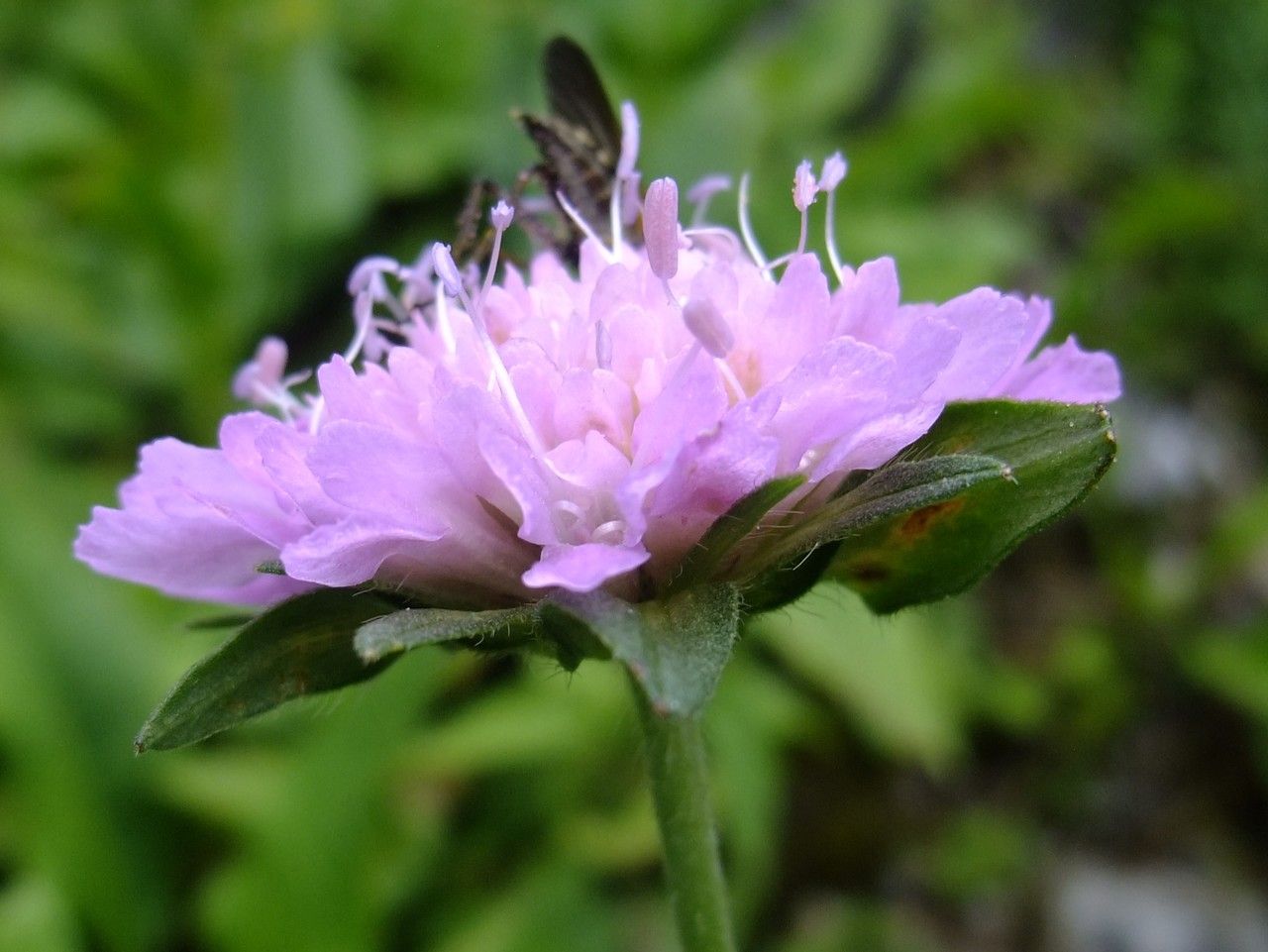 Knautia sarajevensis flower
