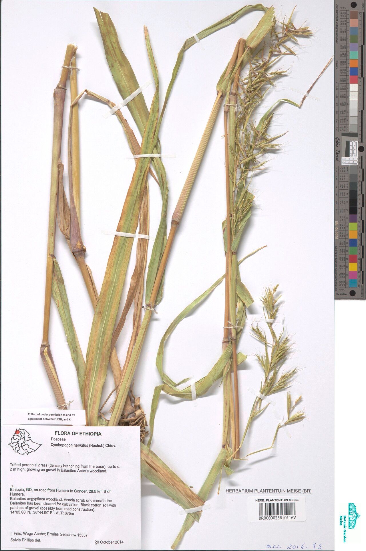 Cymbopogon nervatus — search result for 'Cymbopogon'