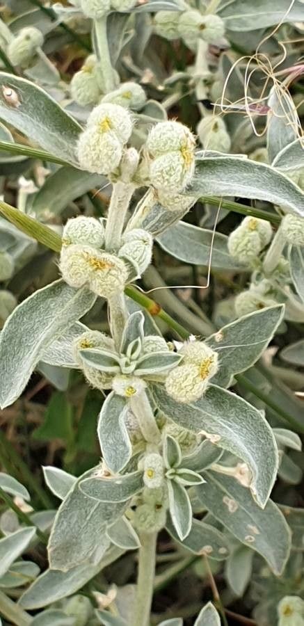Mercurialis tomentosa fruit