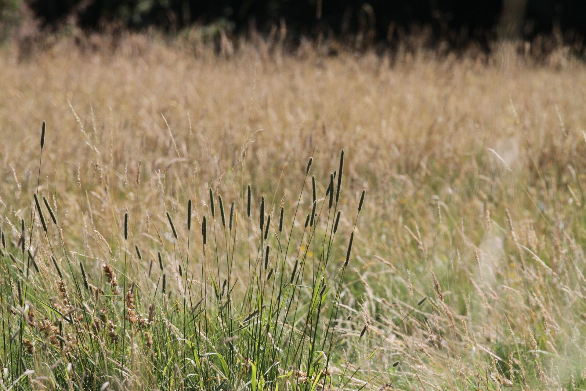 Alopecurus arundinaceus flower
