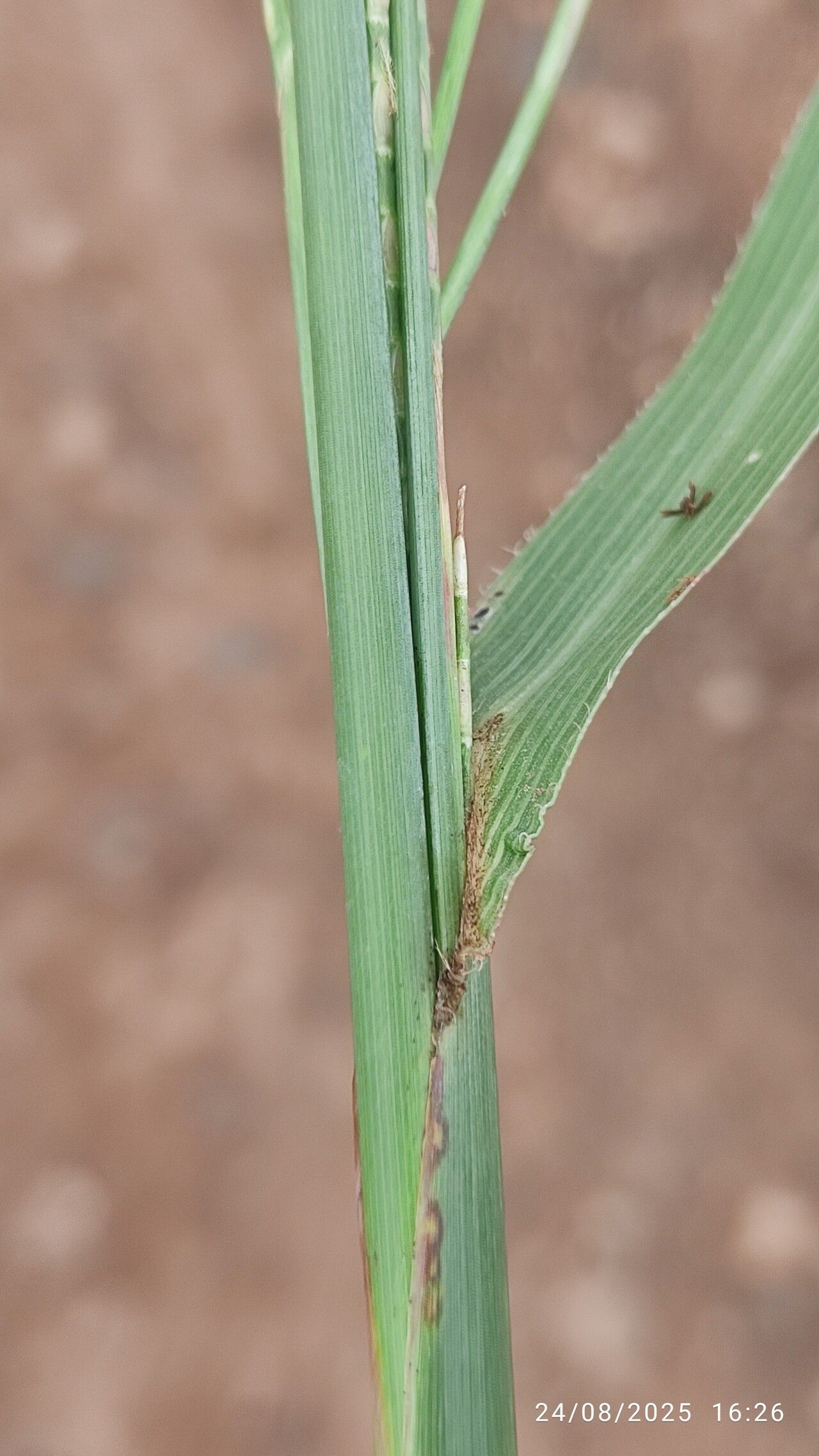 Hemarthria altissima bark
