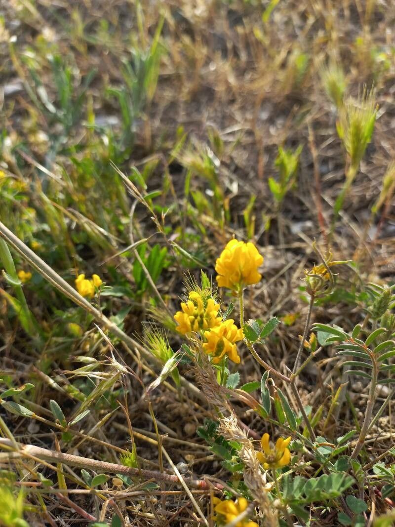 Medicago soleirolii — search result for 'Medicago'