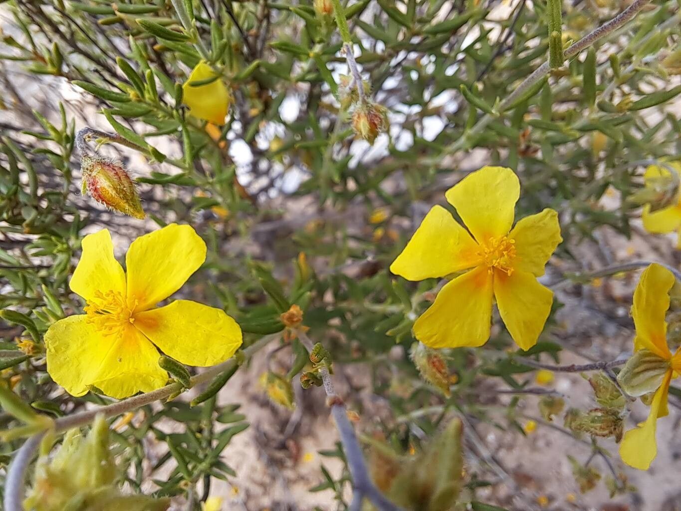Helianthemum guerrae flower