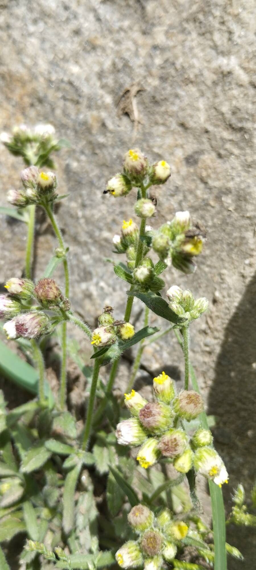 Eschenbachia japonica fruit