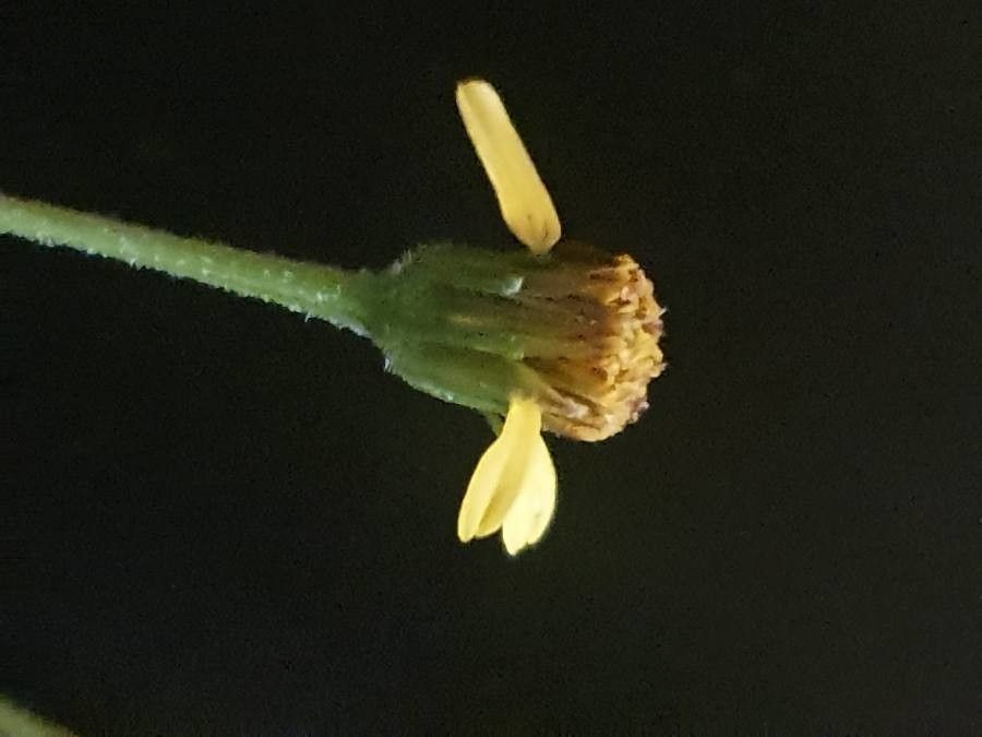 Bidens hildebrandtii flower
