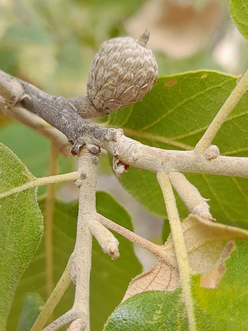Quercus brantii fruit