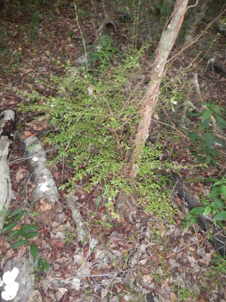 Psychotria lycioides habit