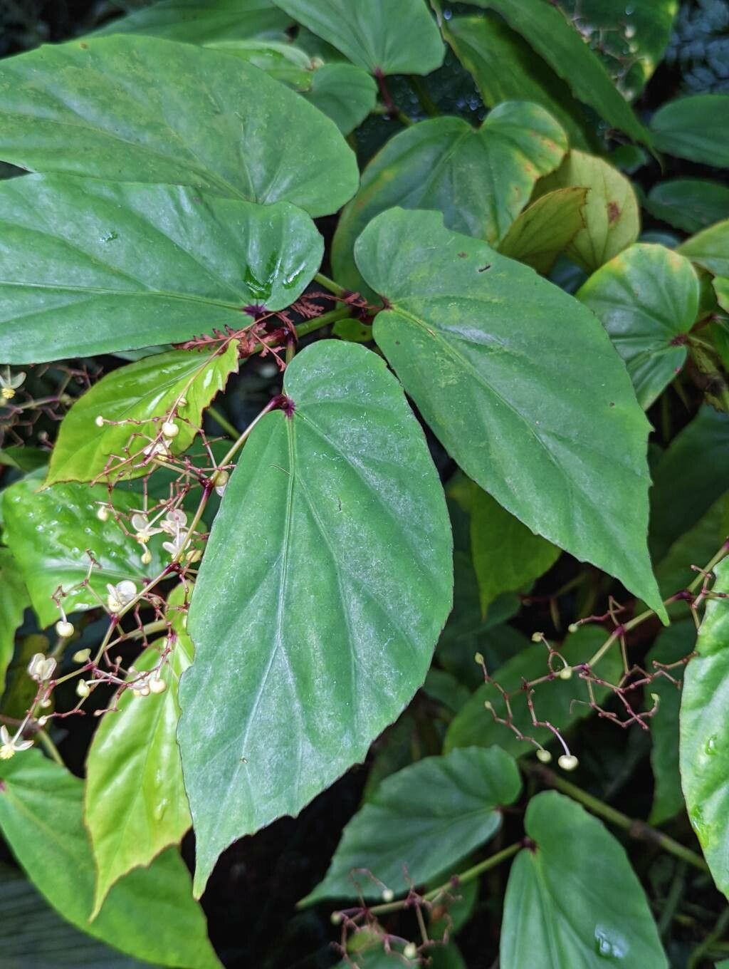 Begonia isoptera — houseplant care guide