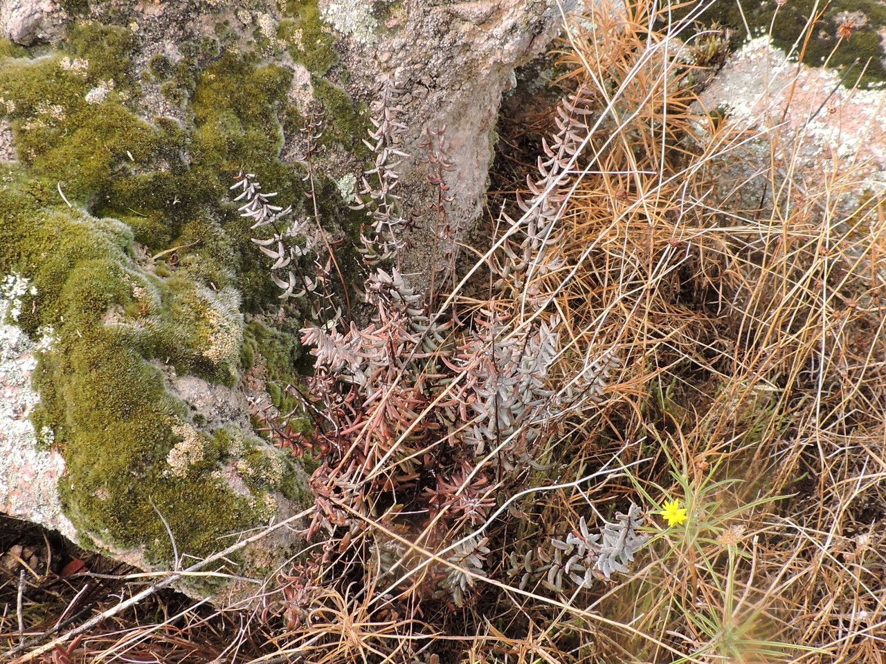 Pellaea wrightiana habit