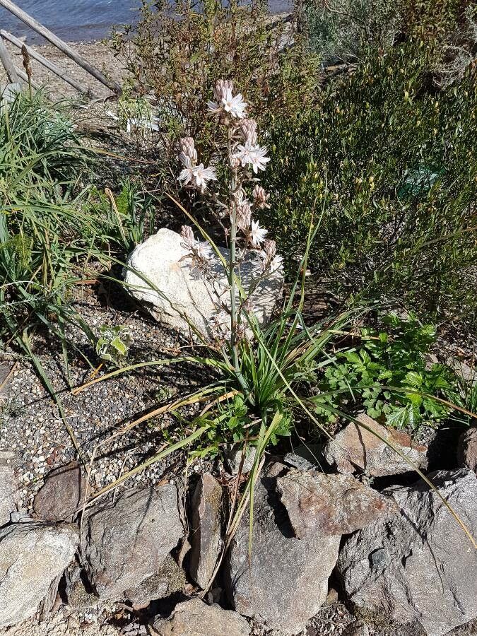 Asphodelus ayardii flower