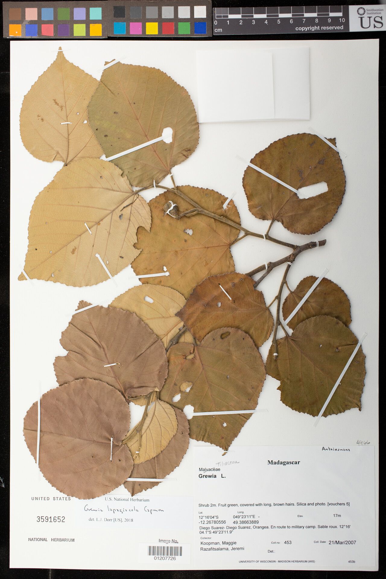 Grewia lapiazicola — houseplant care guide