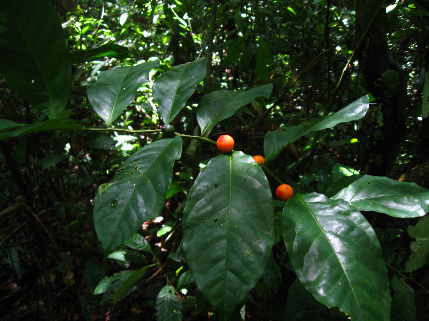 Olax latifolia — houseplant care guide