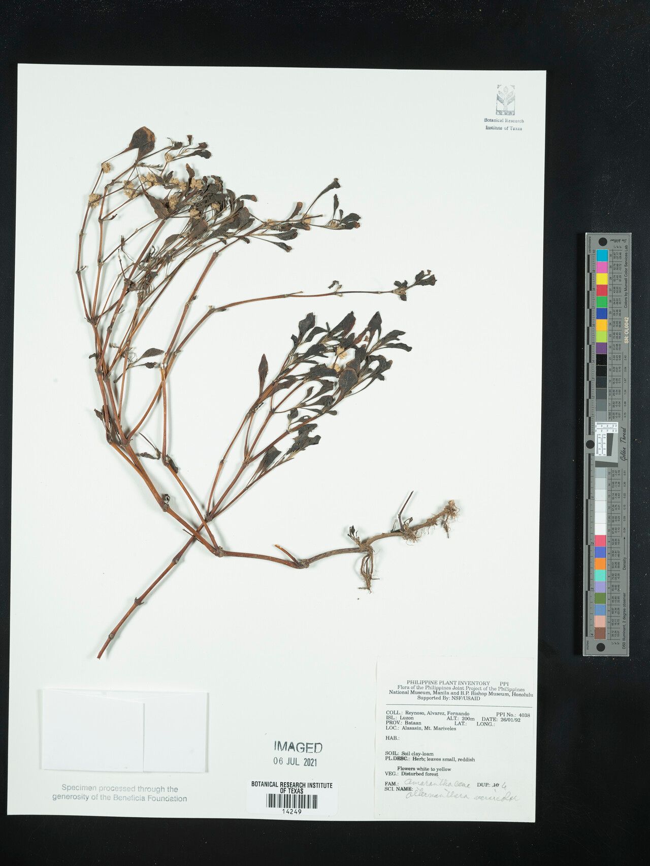 Alternanthera pulchella — search result for 'Alternanthera'