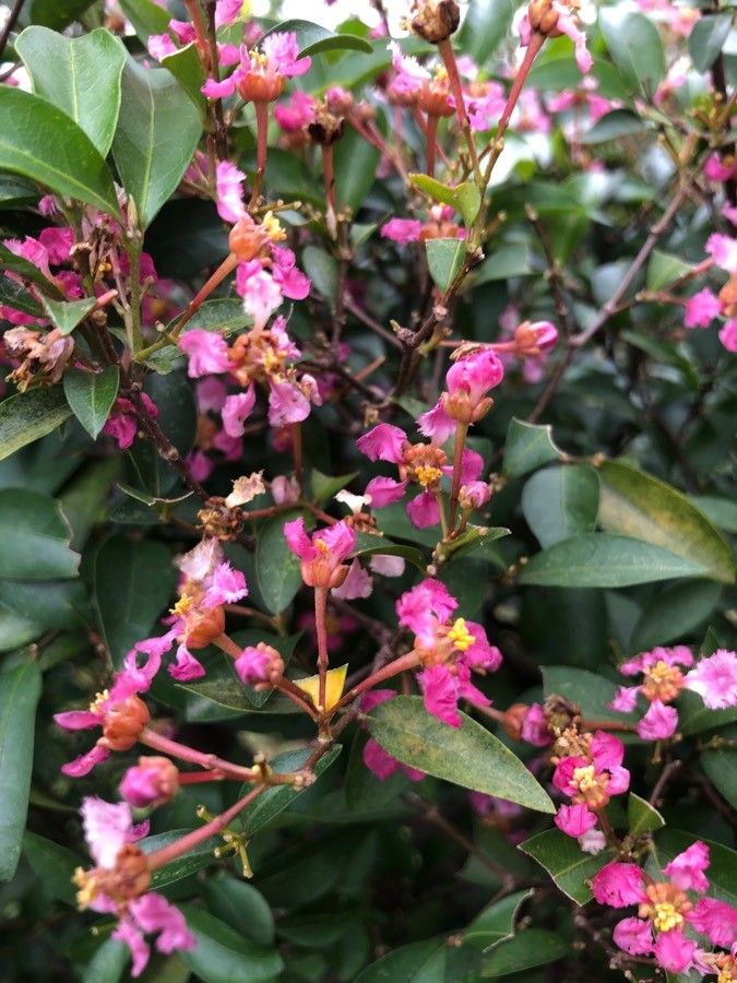 Malpighia glabra flower