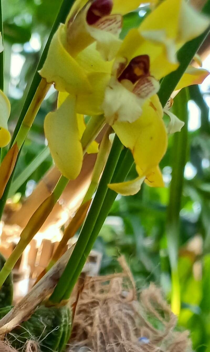 Maxillaria porphyrostele — houseplant care guide