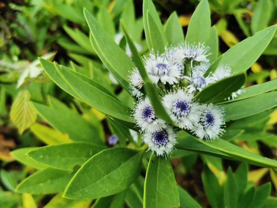 Globularia salicina flower