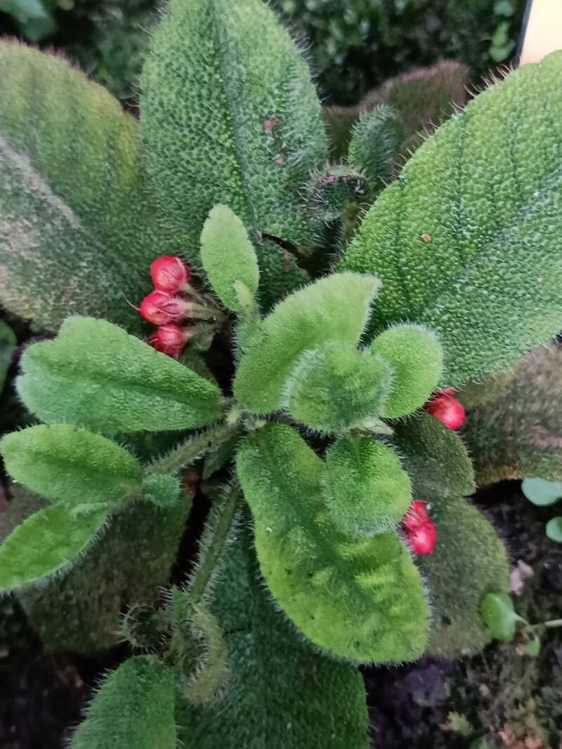 Ardisia mamillata habit