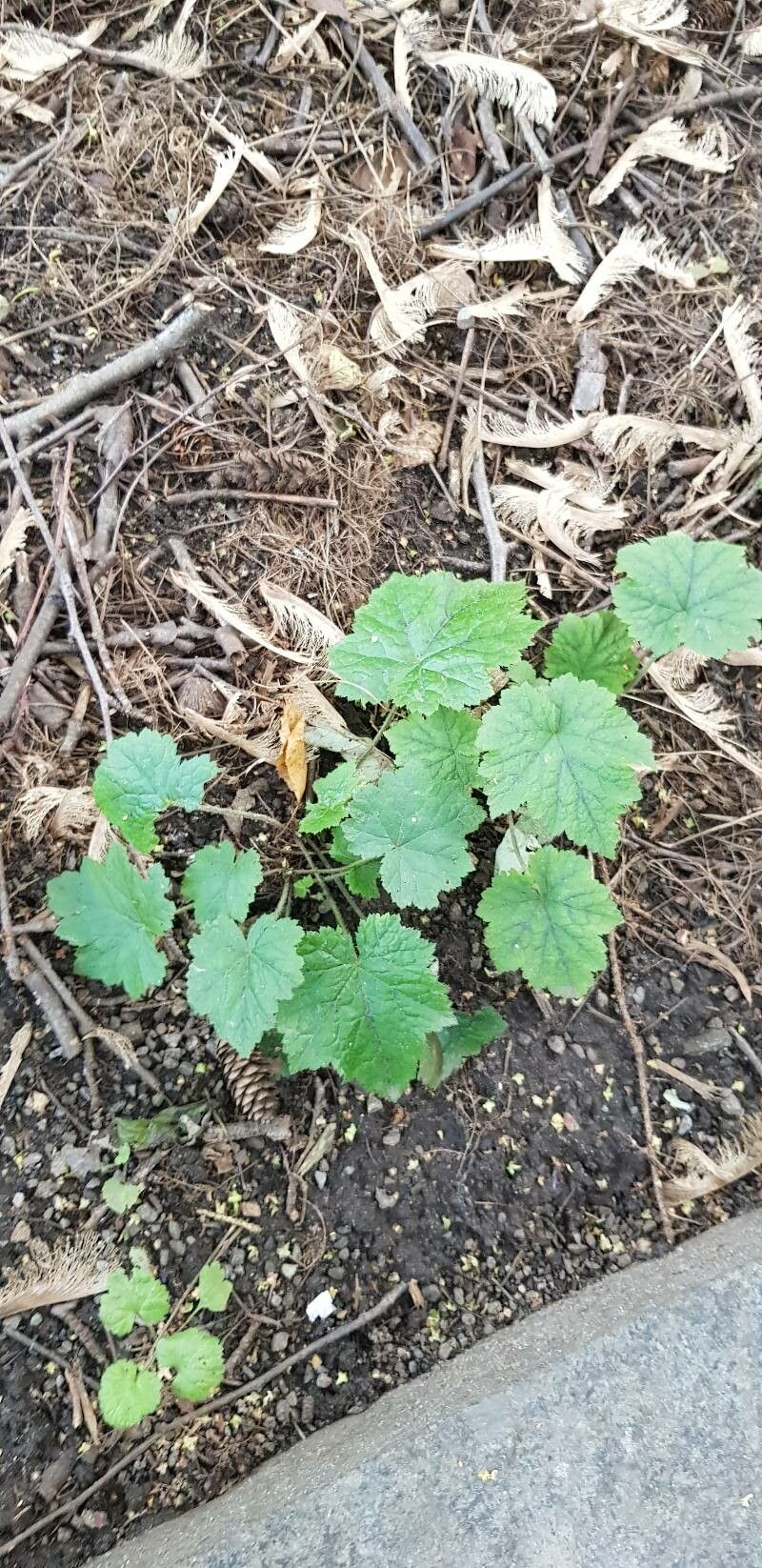 Tiarella stolonifera habit
