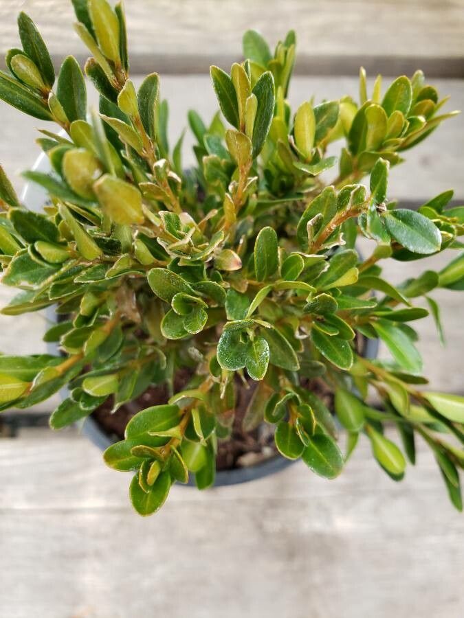 Buxus sinica