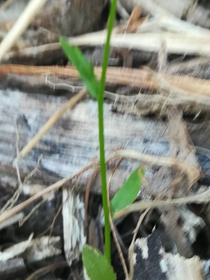 Campanula lusitanica leaf