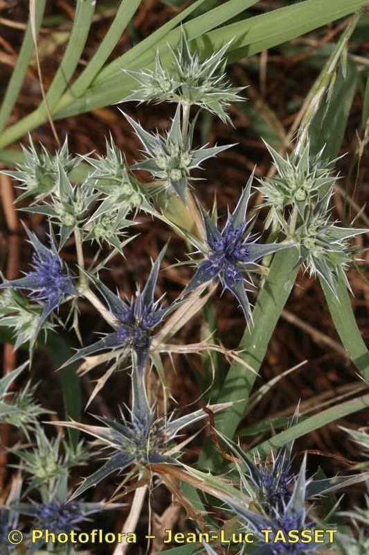 Eryngium galioides — search result for 'Eryngium'