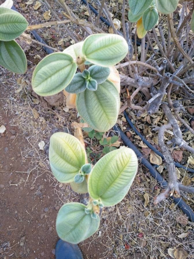 Tibouchina urvilleana — salt tolerant houseplant