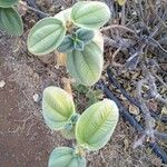 Tibouchina urvilleana