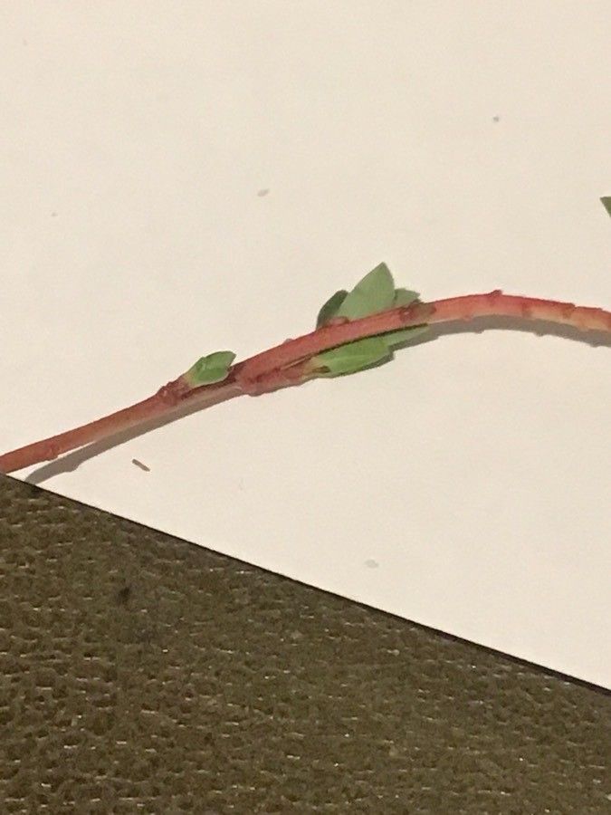 Euphorbia polygalifolia bark