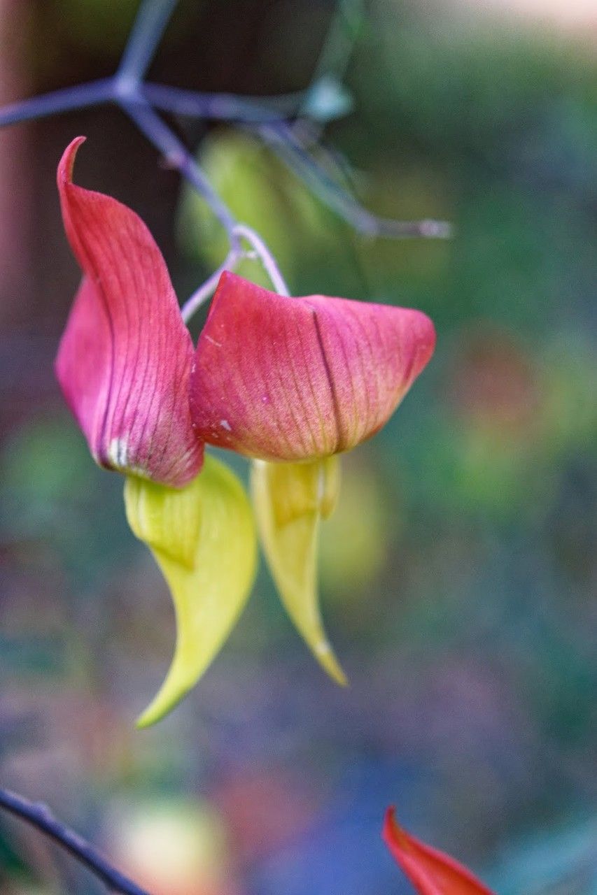 Crotalaria grevei flower