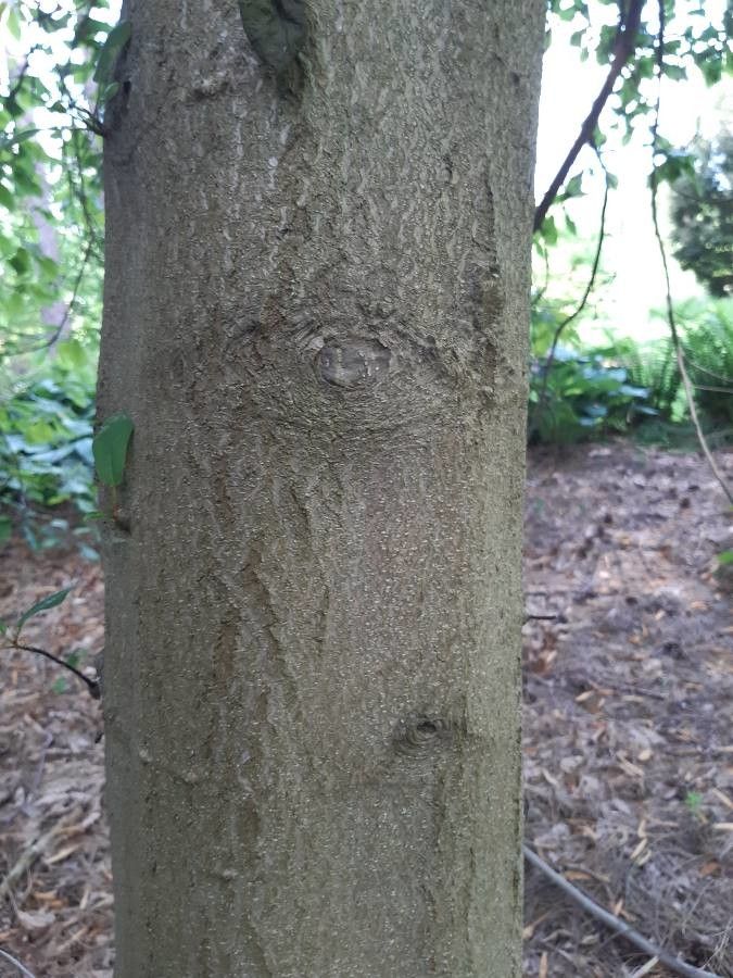 Magnolia fraseri bark