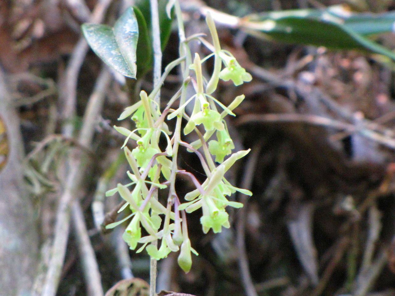 Epidendrum magnoliae flower