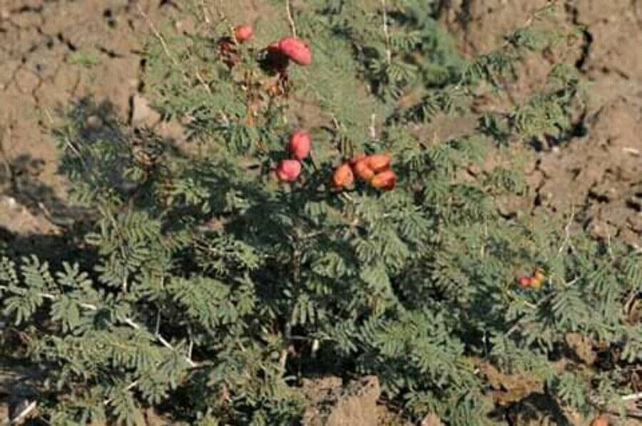 Prosopis farcta fruit