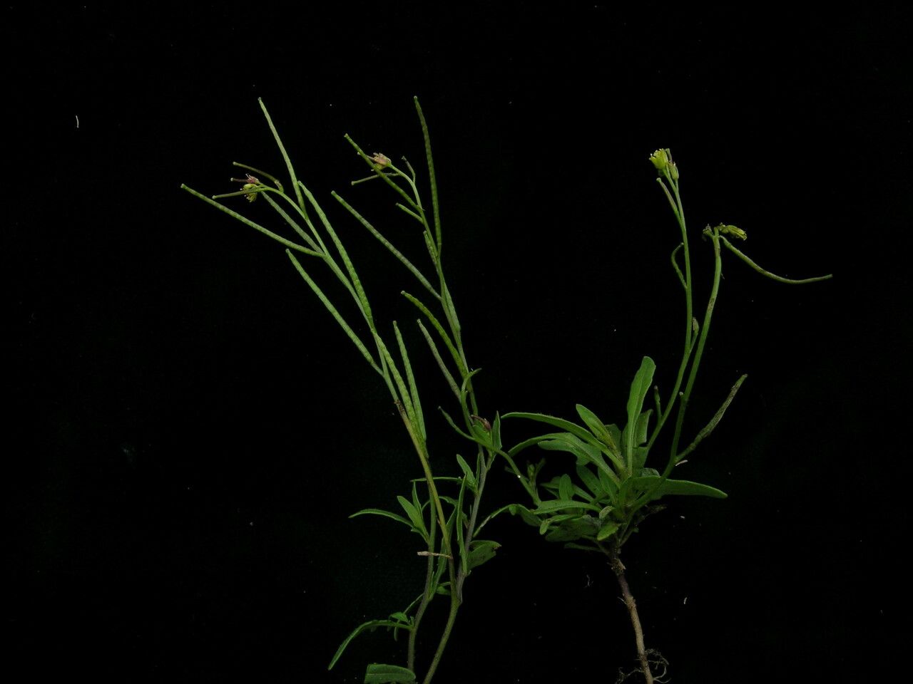 Sisymbrium nepalense habit