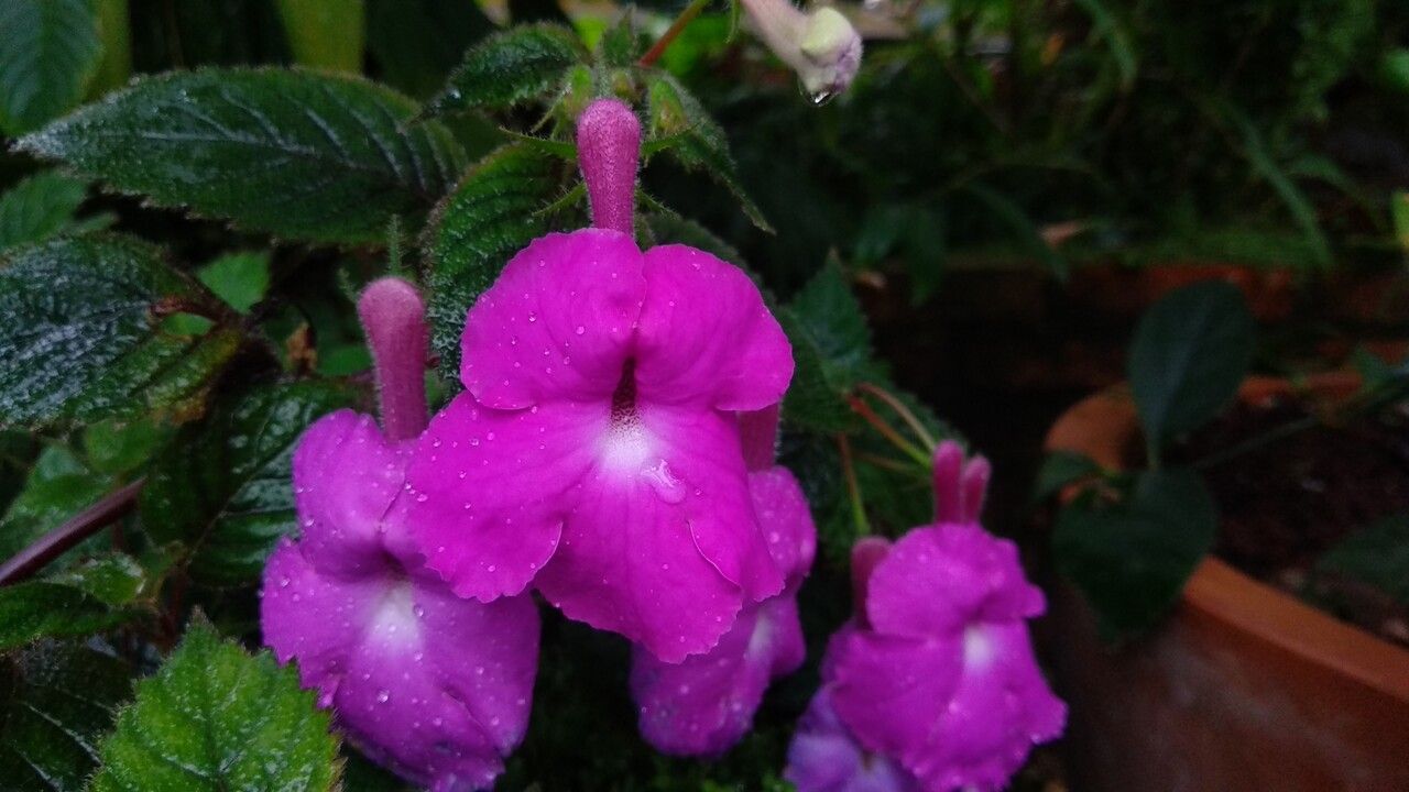 Impatiens stuhlmannii — search result for 'Impatiens'