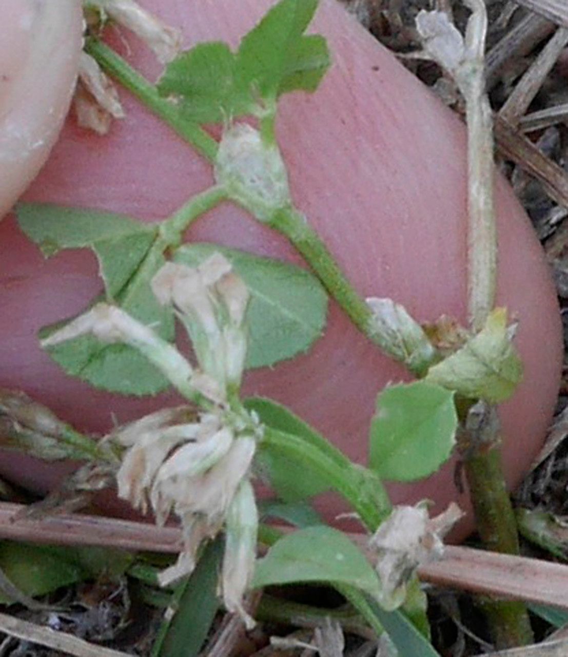 Trifolium ornithopodioides flower