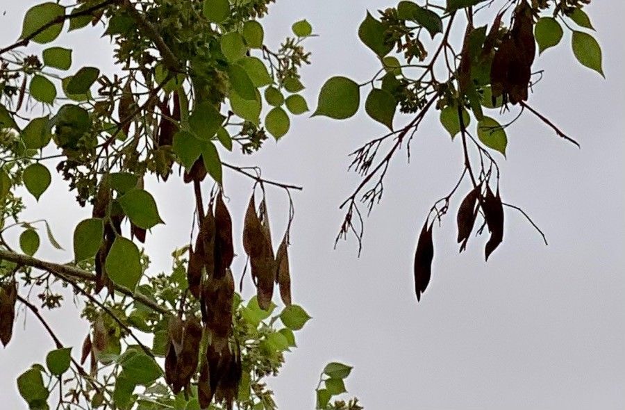 Dalbergia sissoo fruit