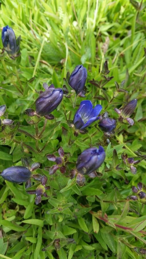 Gentiana calycosa flower