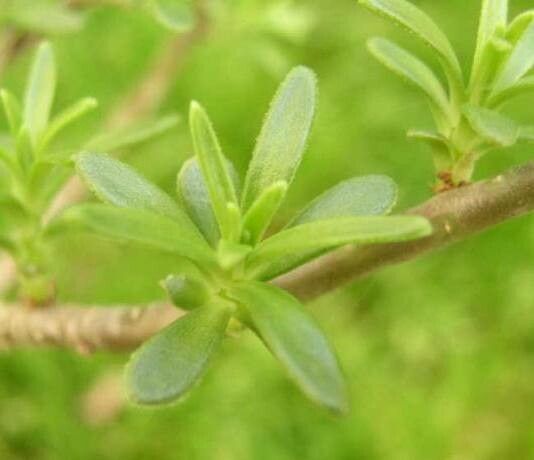 Sedum frutescens — houseplant care guide