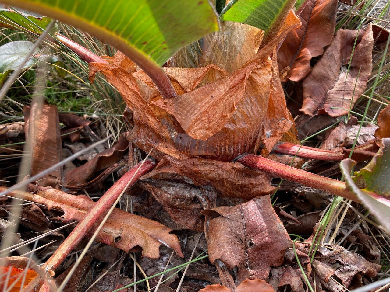 Rumex tolimensis bark