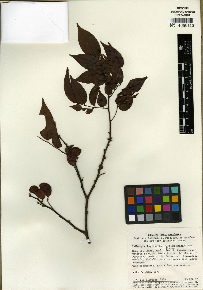 Dalbergia hygrophila — search result for 'Hygrophila'