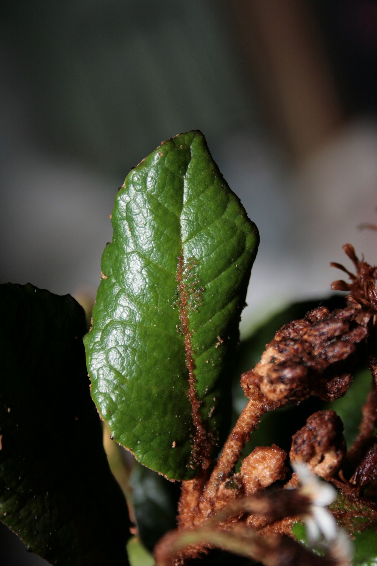 Olearia floccosa leaf