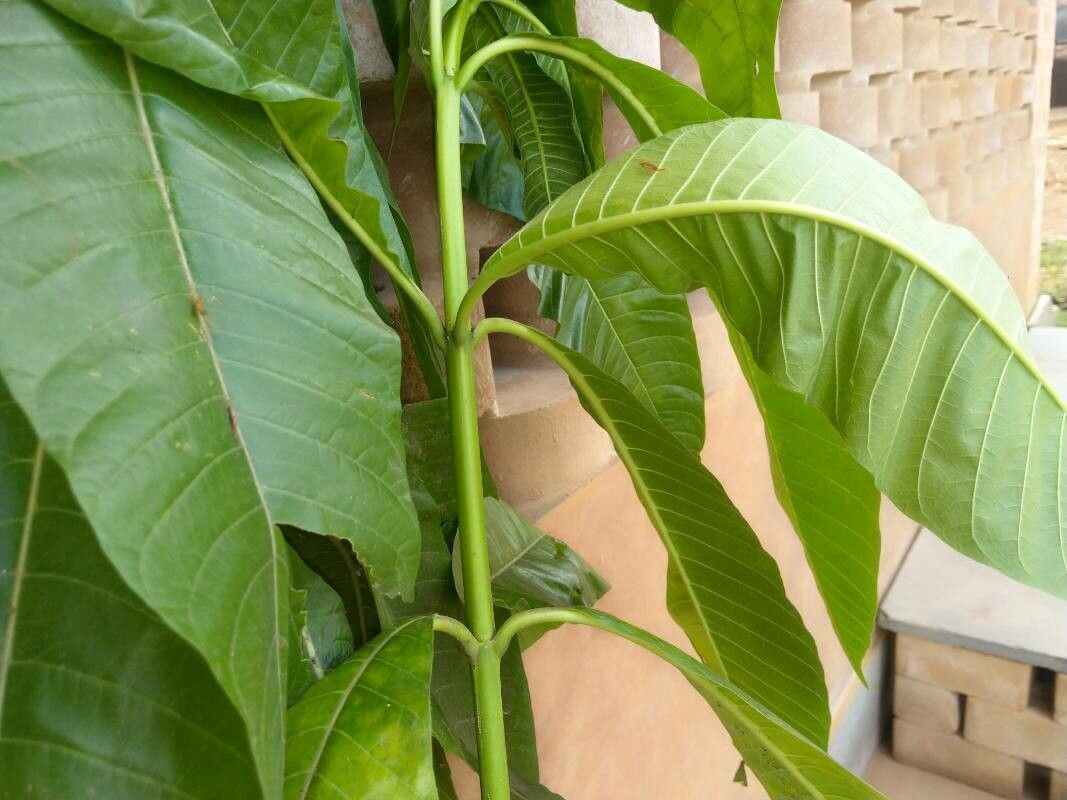 Alstonia macrophylla leaf