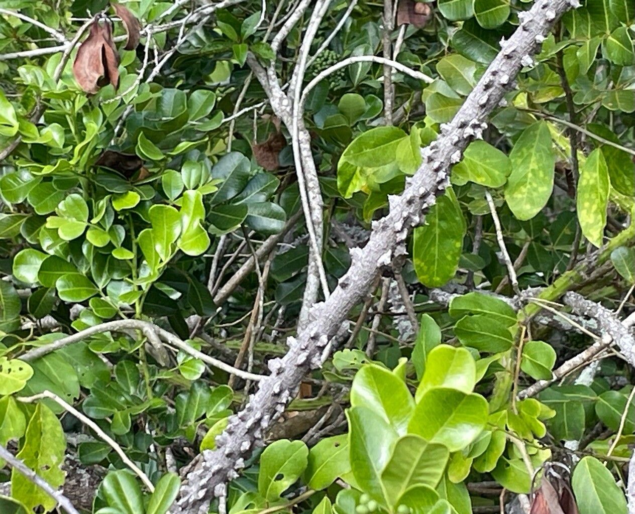 Zanthoxylum spinosum bark