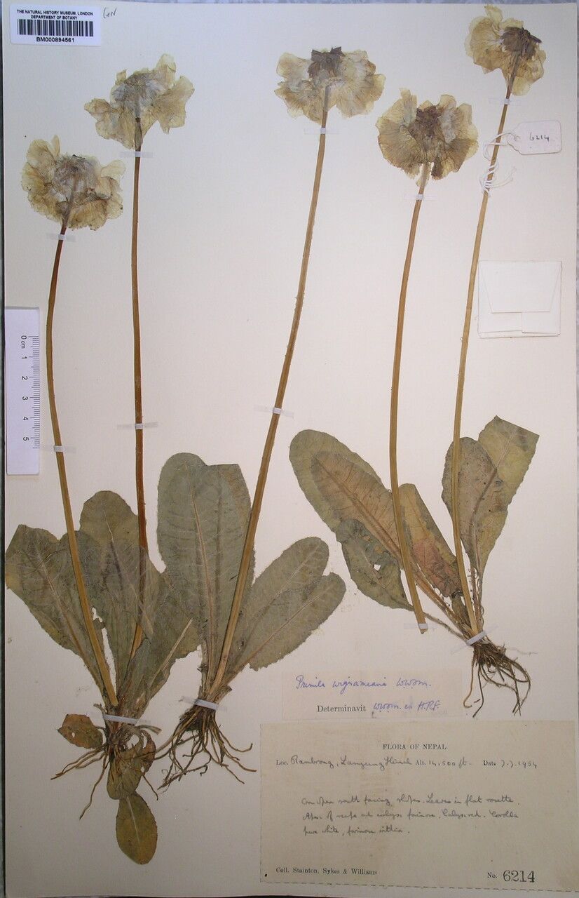 Primula wigramiana — houseplant care guide